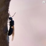 半夜百隻大水蟻狂湧！他封死門窗「外面卻沒半隻」　專家示警：恐已在屋內築巢