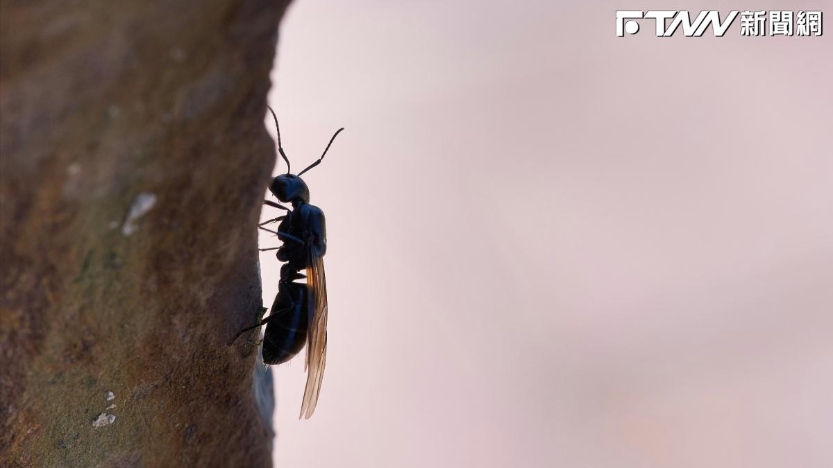 半夜百隻大水蟻狂湧！他封死門窗「外面卻沒半隻」　專家示警：恐已在屋內築巢