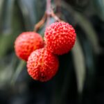 吃荔枝竟頭暈送急診！　營養師揭「荔枝病」原因