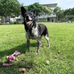 飼主懸賞50萬找愛犬!「陳美琪」真的找到了 飼主緊抱喜極而泣