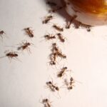 夏天螞蟻大軍超狂!網傳6妙方 免殺蟲劑輕鬆除