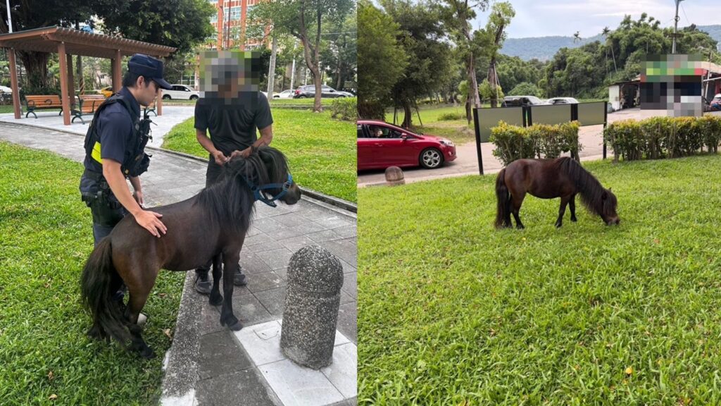 有片／台北街頭奇景！驚見迷你馬到處趴趴走還悠哉吃草　警方找飼主開罰