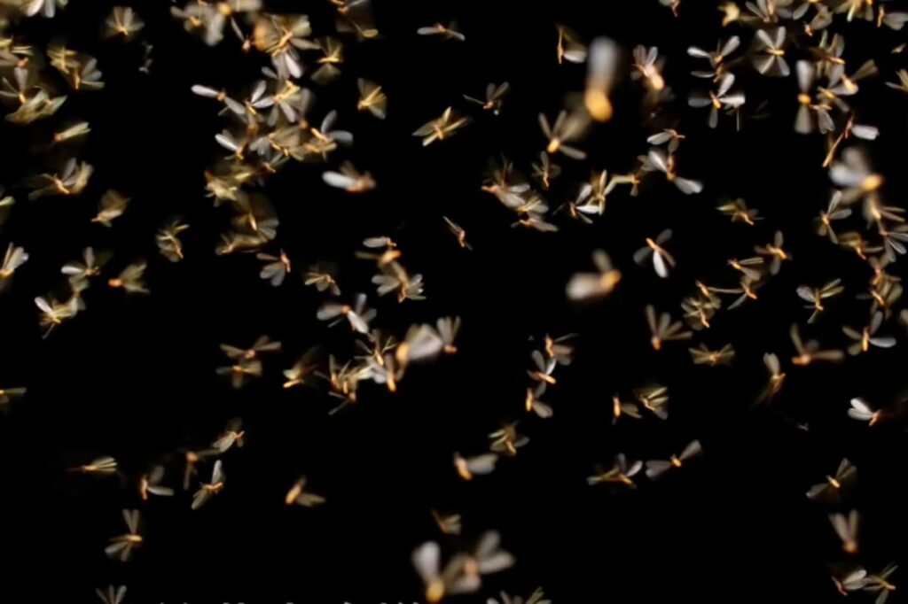 梅雨季白蟻大軍炸出！內行傳授超有效「祖傳抓蟲法」　專家曝：其實是蟑螂親戚