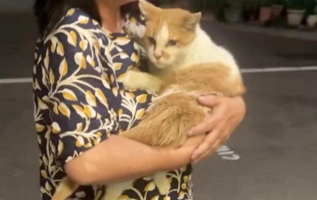 台中雞蛋糕「16歲店貓」回家了！紅衣女偷貓後又野放　飼主氣炸提告