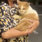 台中雞蛋糕「16歲店貓」回家了！紅衣女偷貓後又野放　飼主氣炸提告