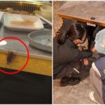 高雄連鎖燒肉「超大小強爬上餐桌」女客尖叫　業者道歉衛生局揪多項缺失