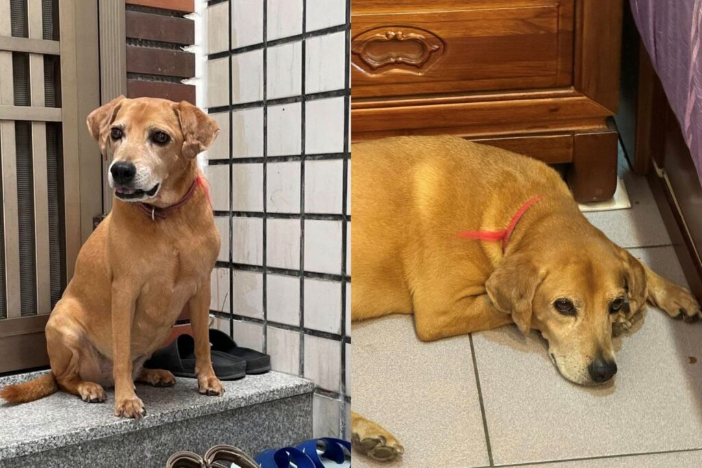 「美琪回家了」燃起希望！台南飼主砸20萬尋愛犬阿妹　網友出動