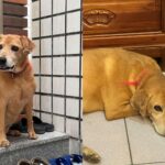 「美琪回家了」燃起希望!台南飼主砸20萬尋愛犬阿妹 網友出動