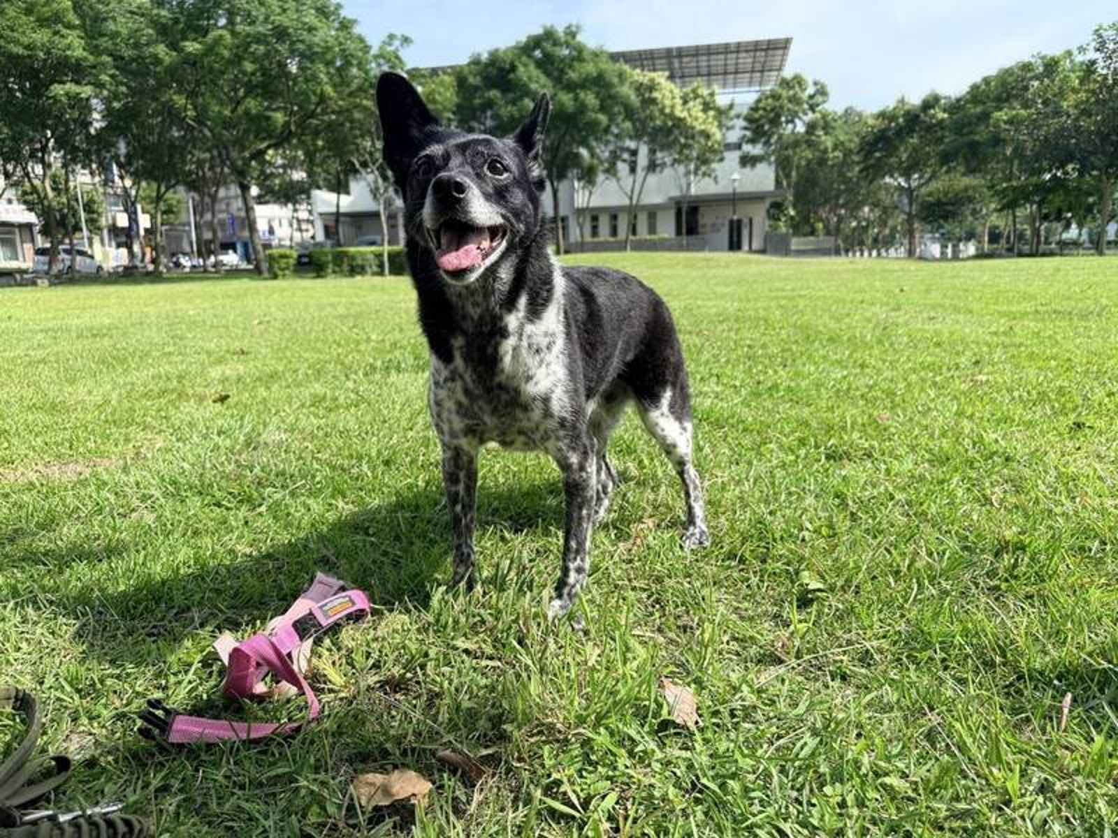 12年愛犬「陳美琪」憑空消失！飼主重金懸賞50萬　網友湧雲林協尋